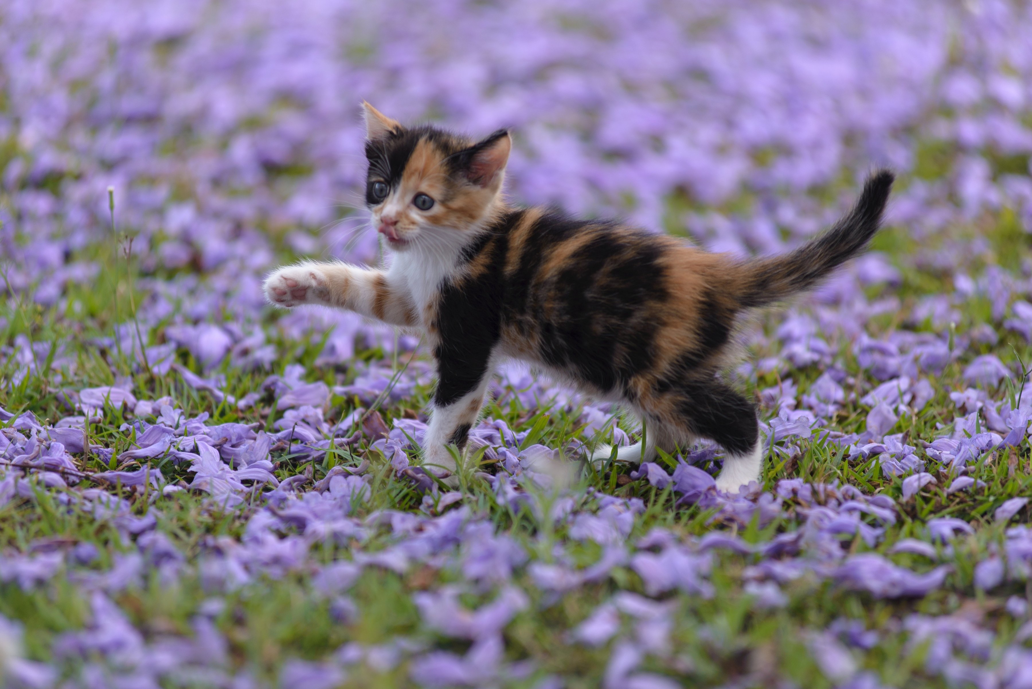 kitten, Baby, Petals Wallpaper