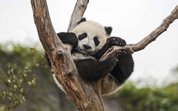 panda, Bear, Tree, Baby, Cub HD Wallpaper Desktop Background