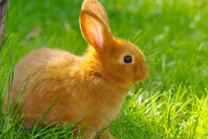 rabbit, Grass, Summer, Nature, Baby