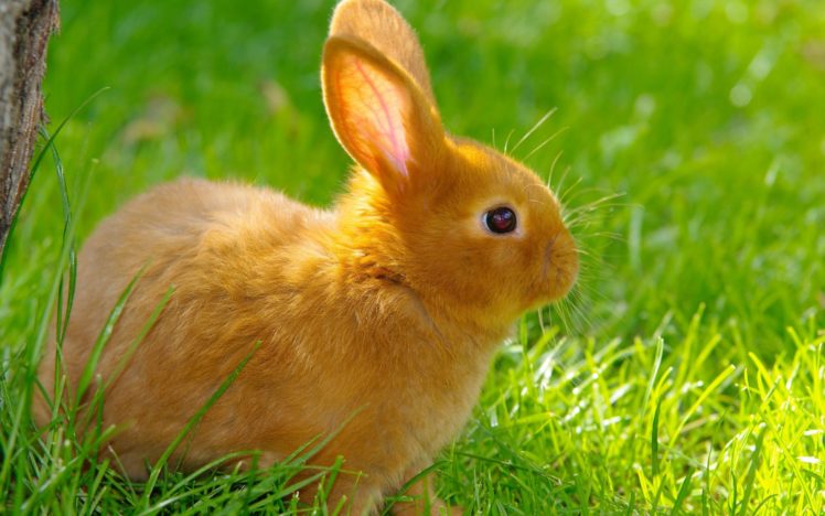 rabbit, Grass, Summer, Nature, Baby HD Wallpaper Desktop Background