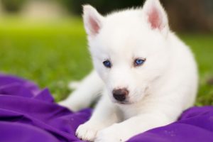 siberian, Husky, Husky, Dog, Puppy, White, Blue, Eyes, Baby