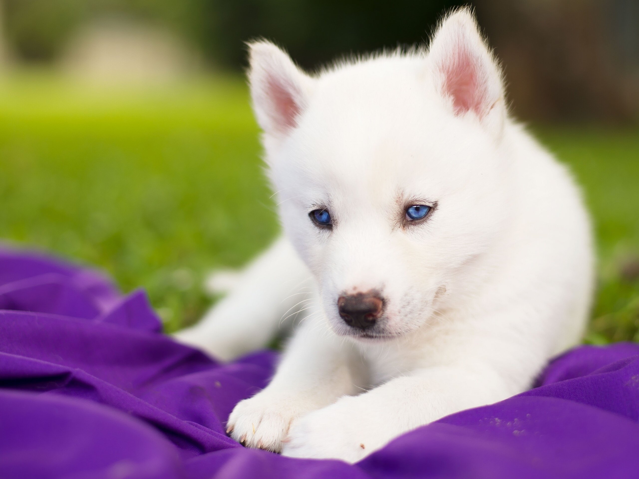 siberian, Husky, Husky, Dog, Puppy, White, Blue, Eyes, Baby Wallpaper