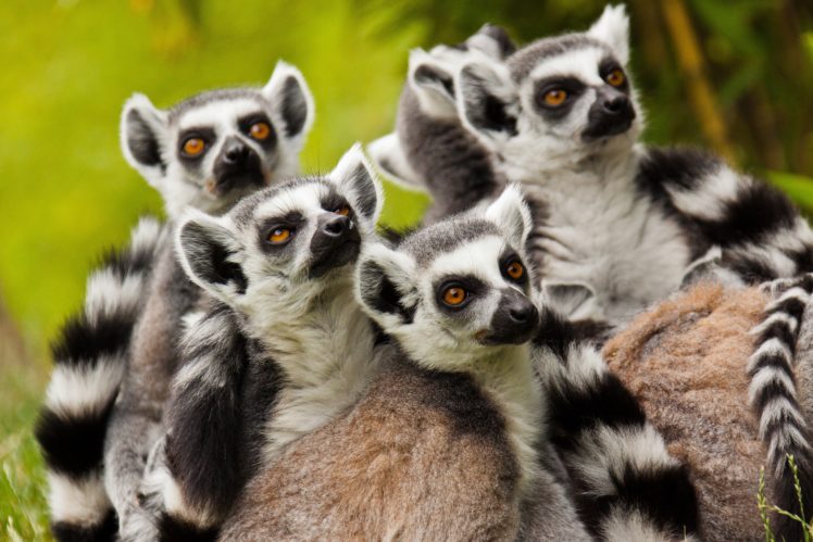 lemurs, Many, Animal, Lemur HD Wallpaper Desktop Background