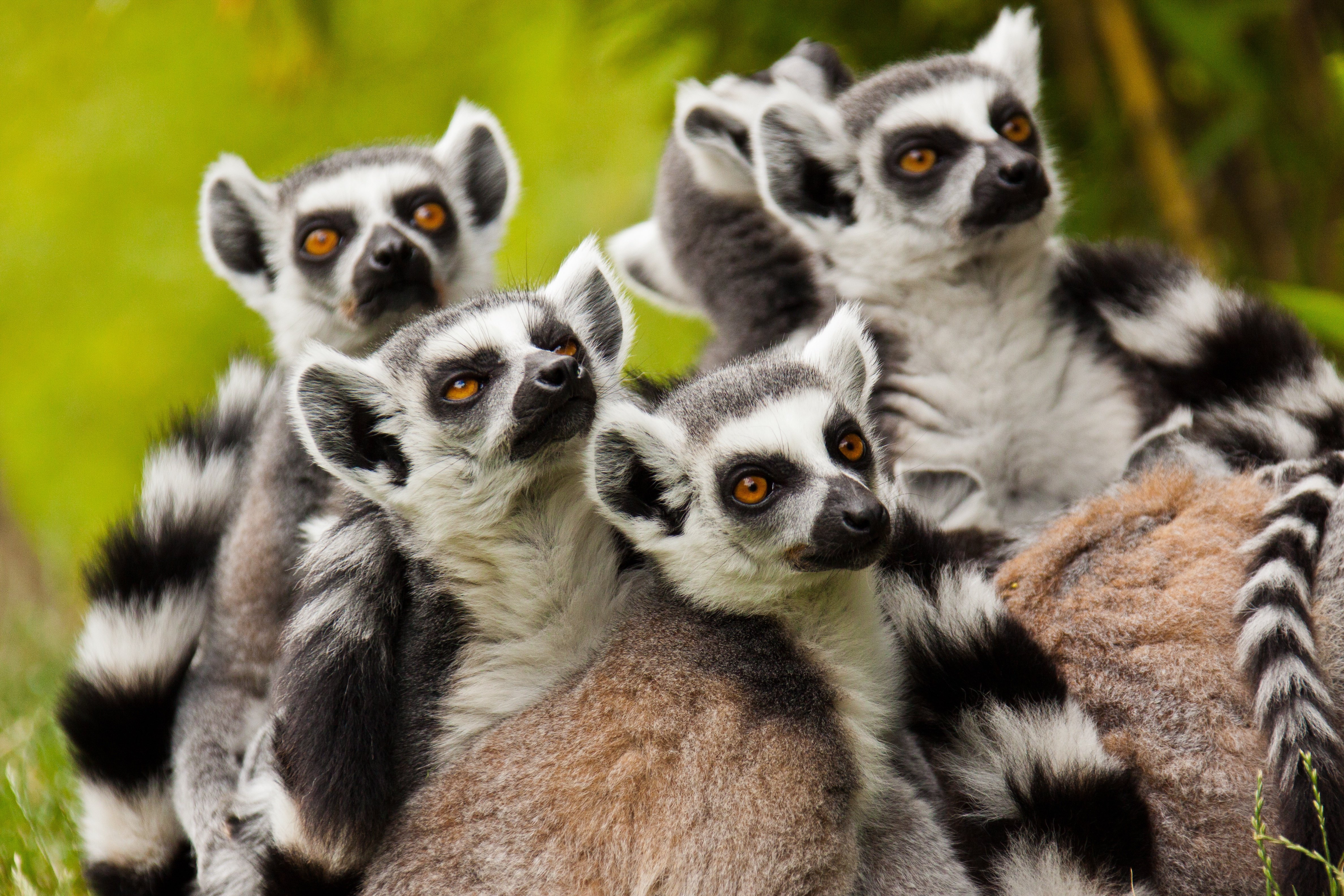 lemurs, Many, Animal, Lemur Wallpaper