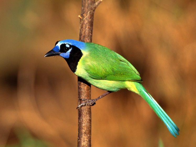 nature, Birds, Jays HD Wallpaper Desktop Background