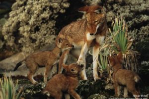 animals, National, Geographic, Baby, Wolf