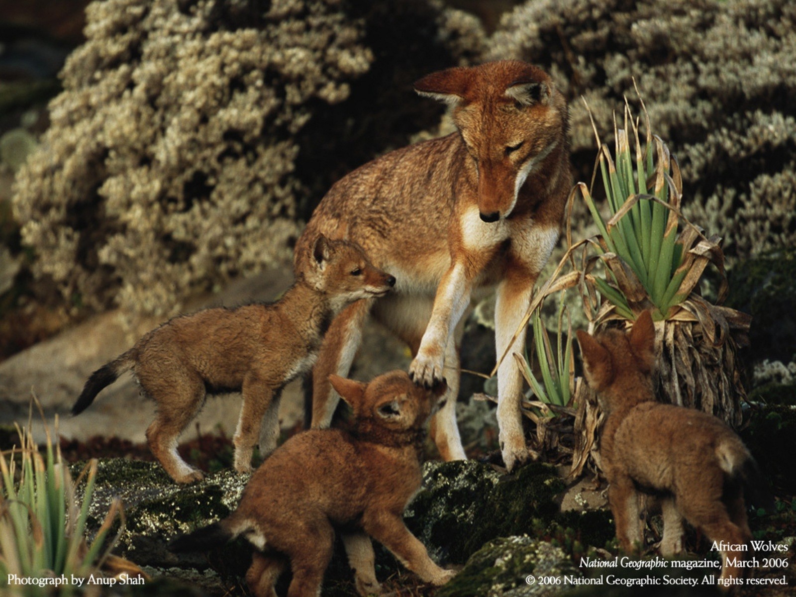 animals, National, Geographic, Baby, Wolf Wallpaper