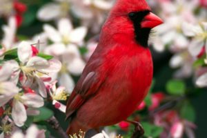 birds, Animals, Northern, Cardinal