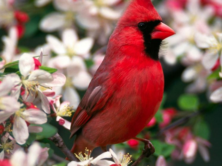birds, Animals, Northern, Cardinal HD Wallpaper Desktop Background