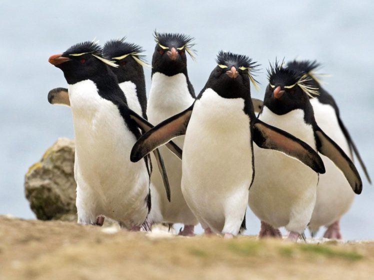 birds, Penguins, Rockhopper, Penguins, Sea HD Wallpaper Desktop Background