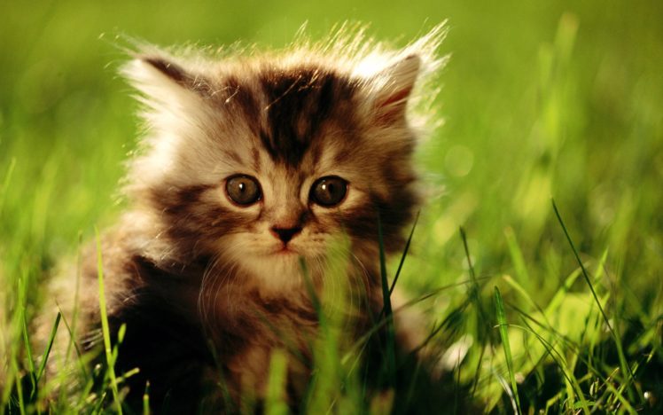 nature, Cats, Animals, Feline, Kittens HD Wallpaper Desktop Background