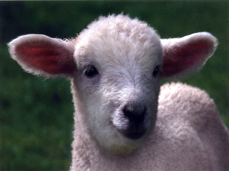 animals, Lambs, Baby, Animals HD Wallpaper Desktop Background