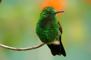 green, Birds, Hummingbirds, Iridescence