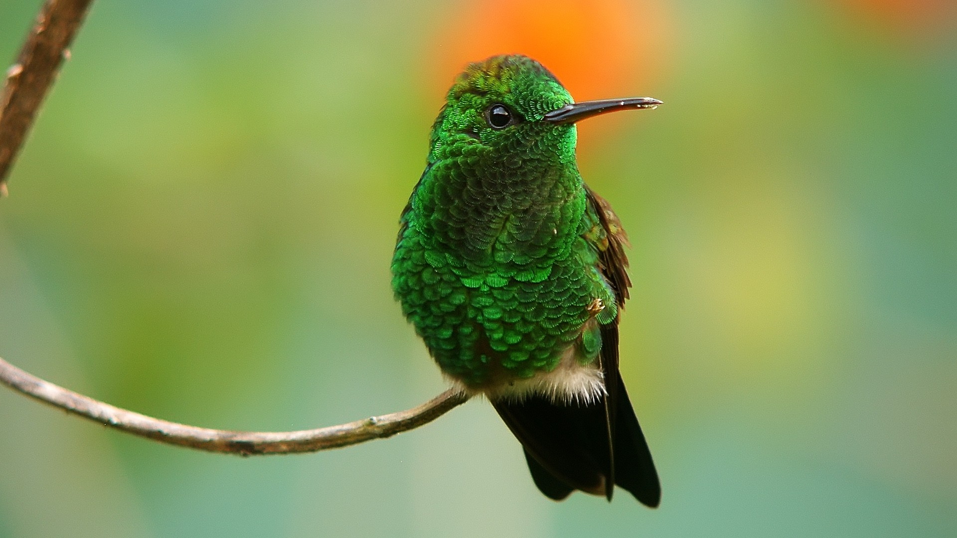 green, Birds, Hummingbirds, Iridescence Wallpaper