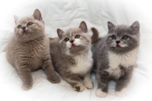 cats, Kitten, Baby