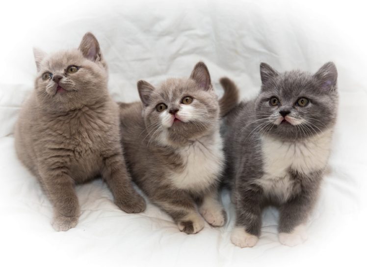 cats, Kitten, Baby HD Wallpaper Desktop Background