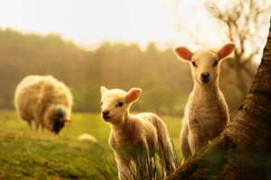 young, Lambs, Sheep, Tree, Sheep, Baby