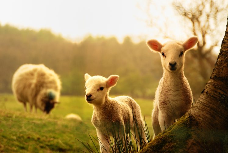young, Lambs, Sheep, Tree, Sheep, Baby HD Wallpaper Desktop Background