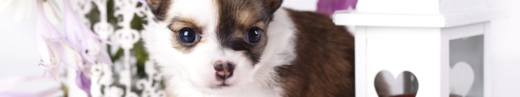 puppy HD Wallpaper Desktop Background