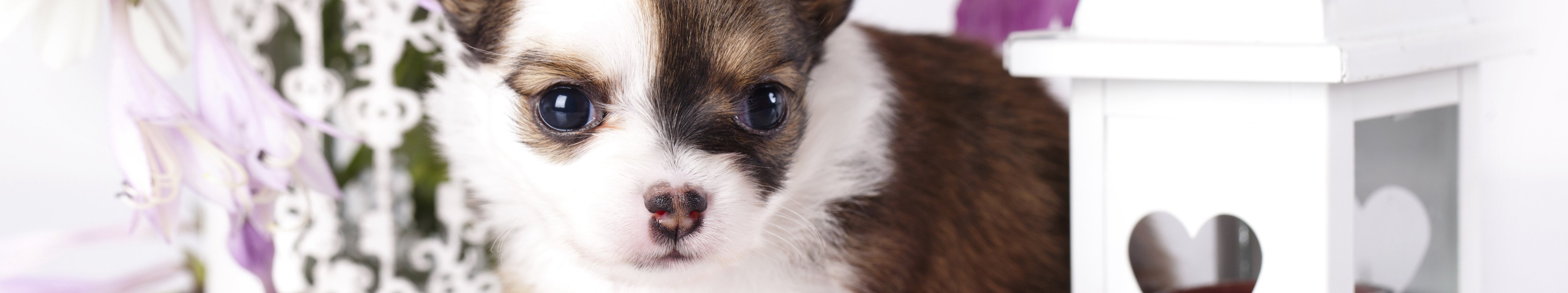 puppy Wallpaper