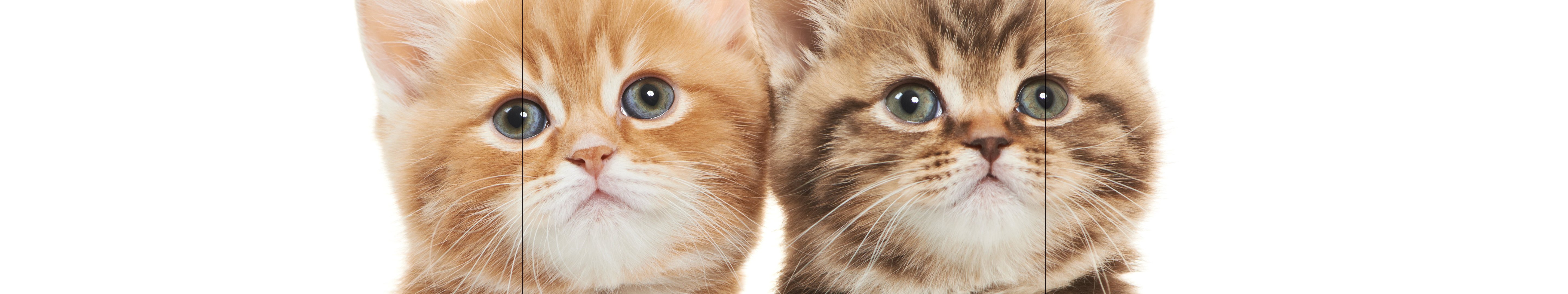 kitten Wallpaper