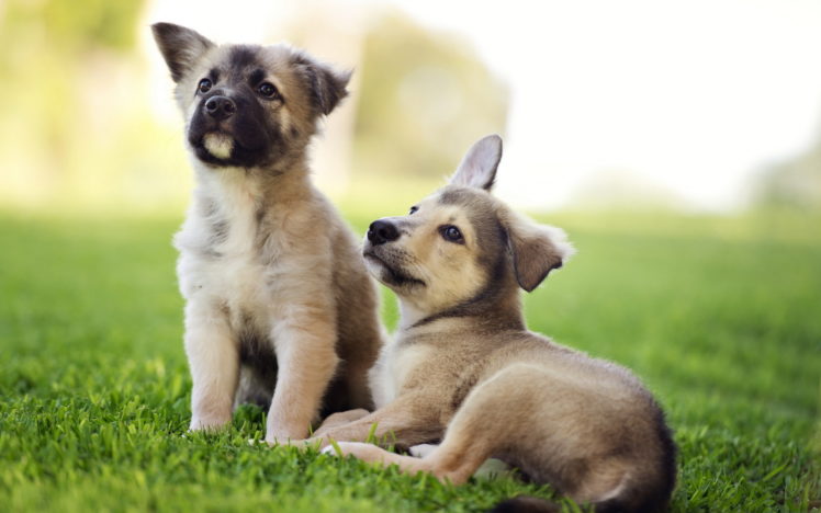 dogs, Puppy, Grass, Animals HD Wallpaper Desktop Background