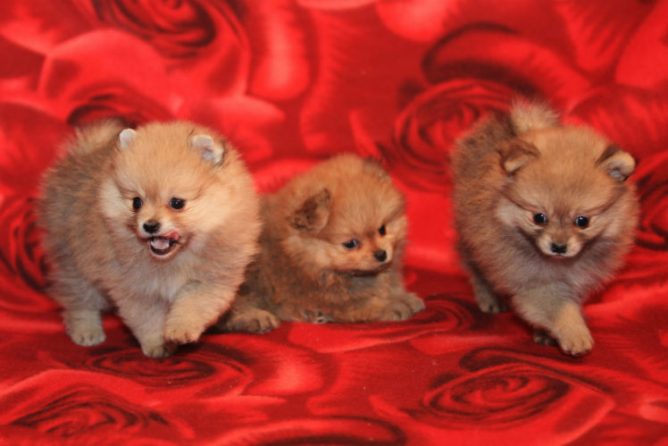 dogs, Spitz, Fluffy HD Wallpaper Desktop Background