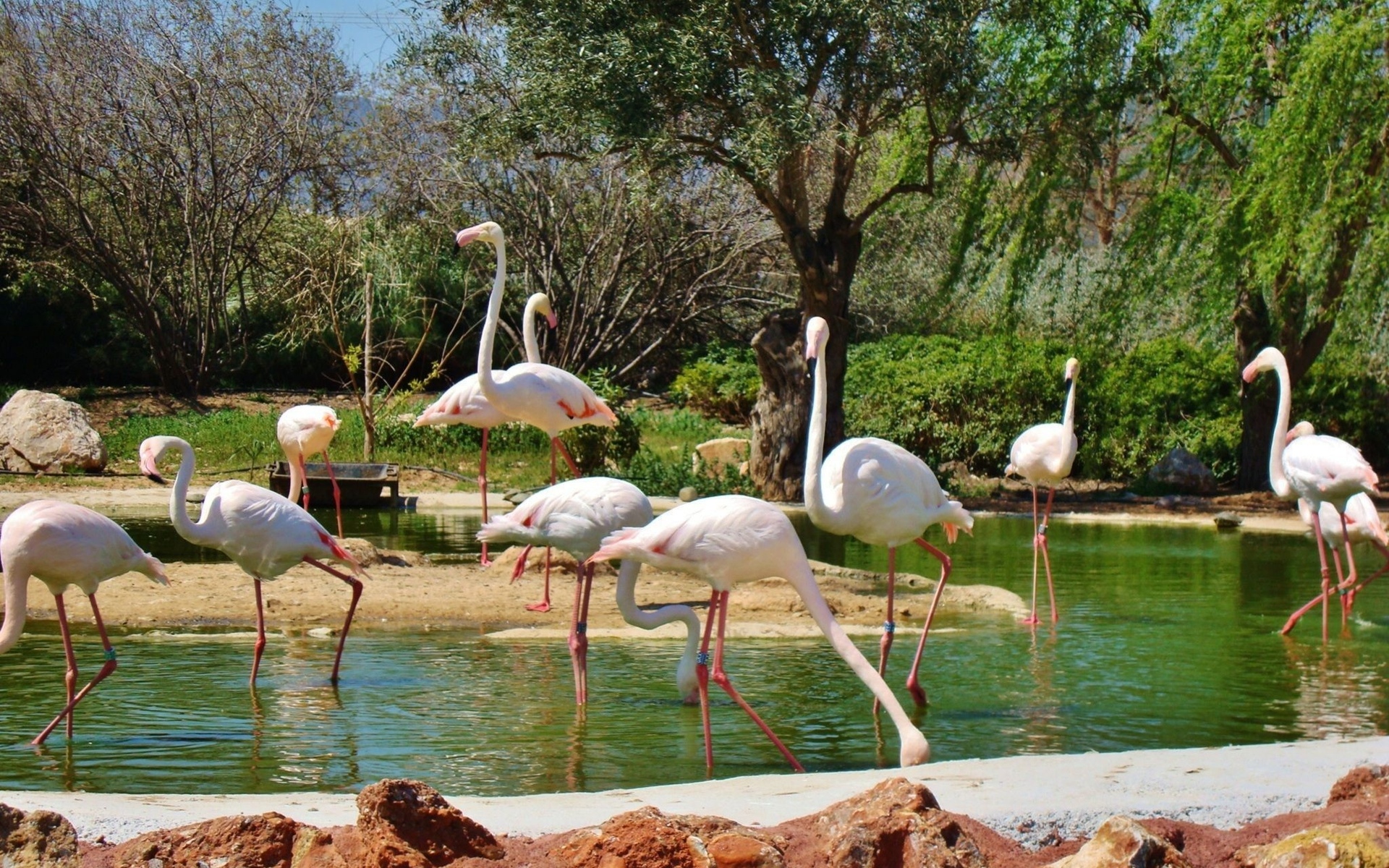 flamingo Wallpaper