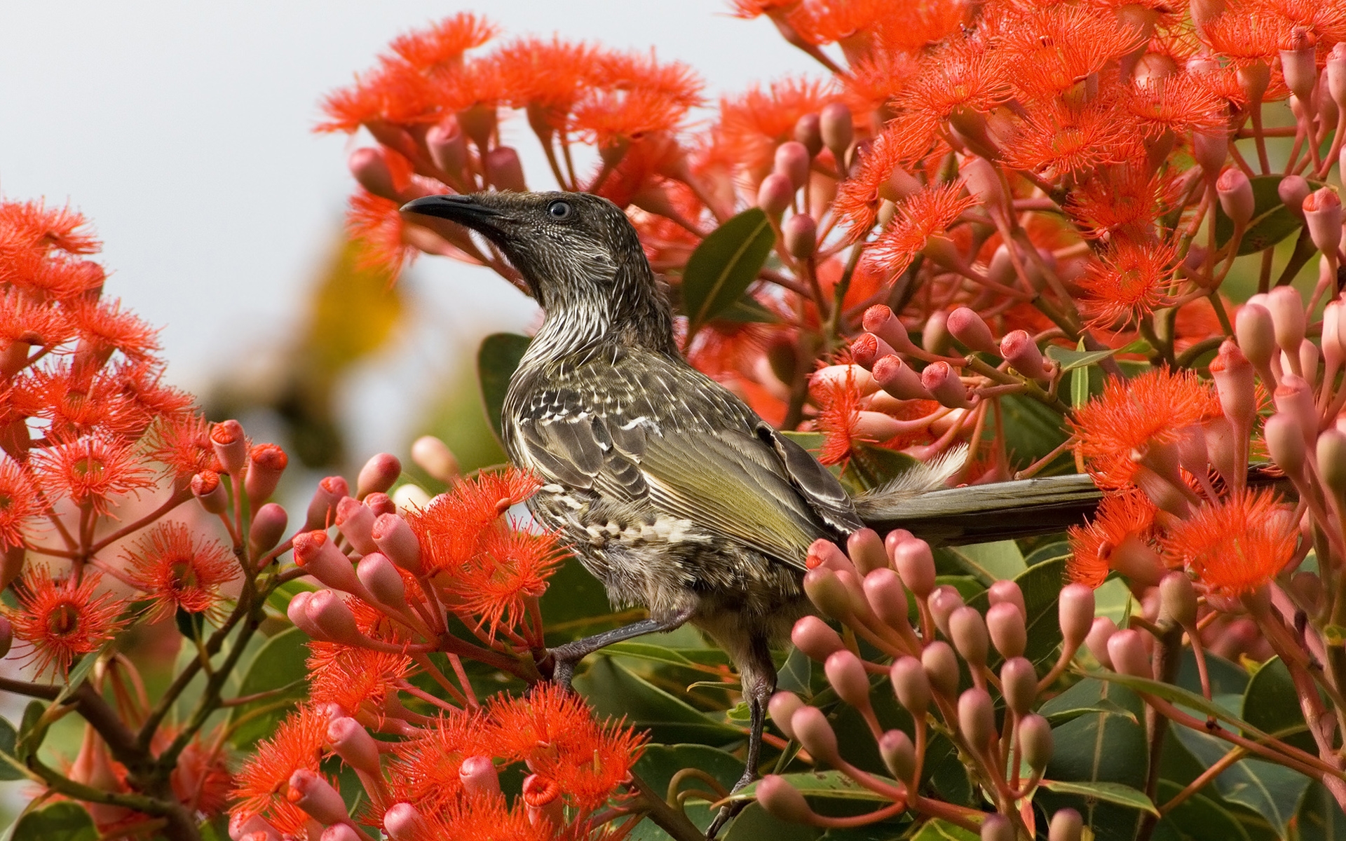 little, Wattlebird Wallpaper