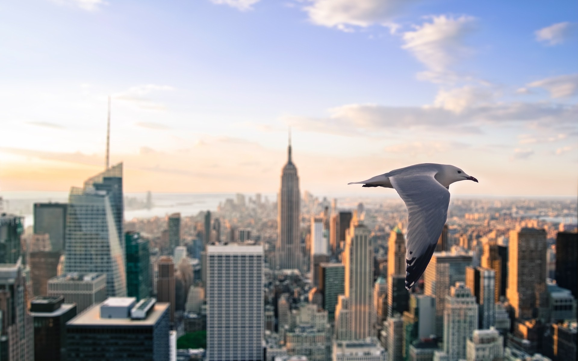 new, York, City, Birds Wallpaper