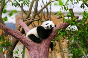 panda, Bear, Animals, Zoo, Trees, Relax, Sleepy, Rest, Baby