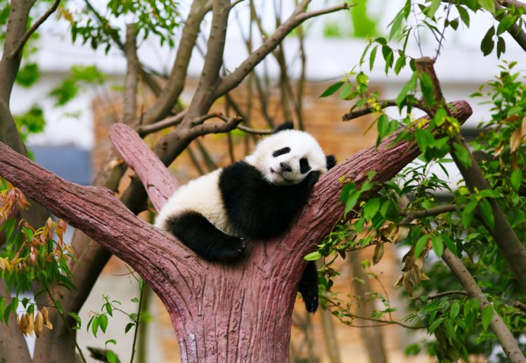 panda, Bear, Animals, Zoo, Trees, Relax, Sleepy, Rest, Baby HD Wallpaper Desktop Background