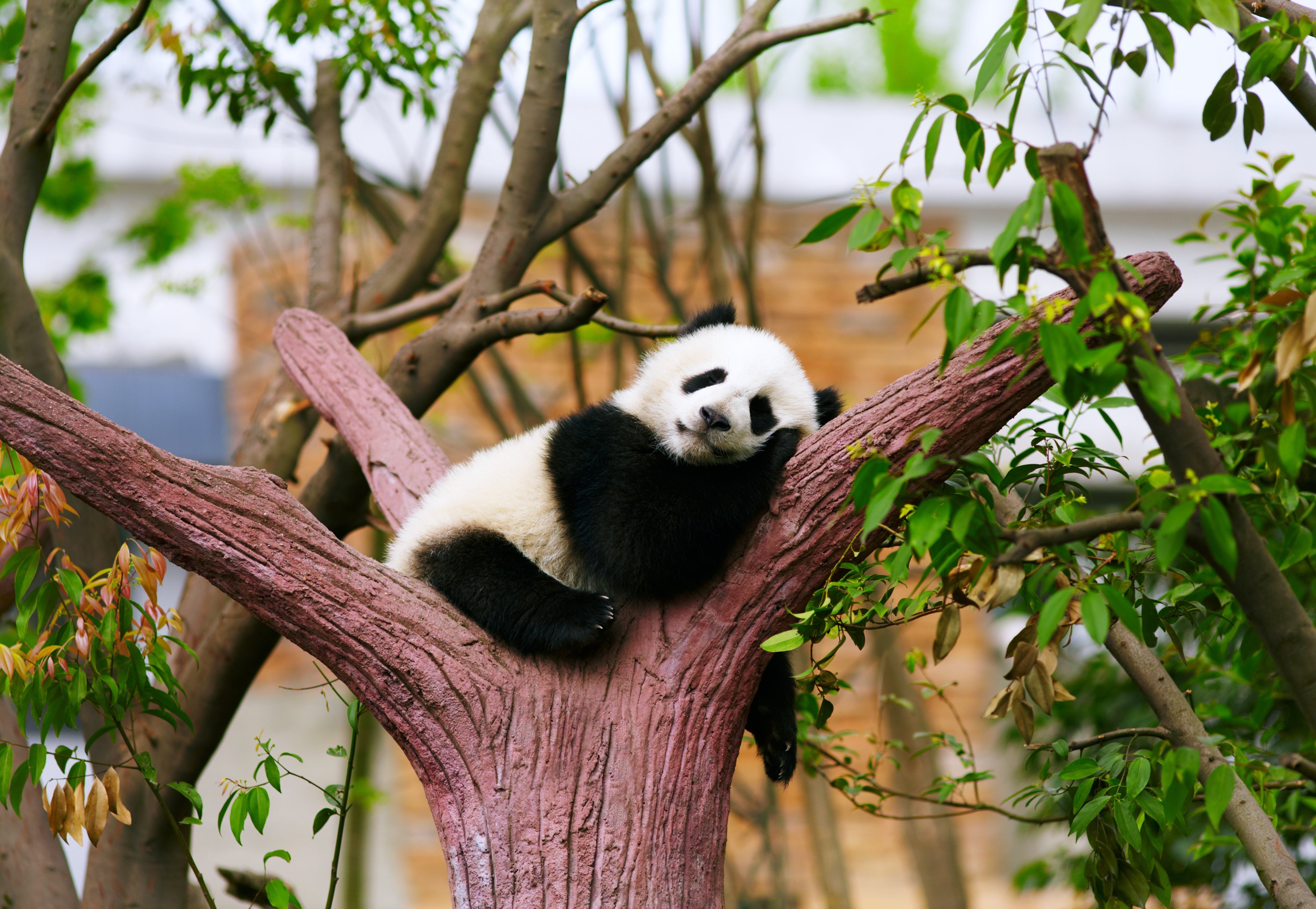 panda, Bear, Animals, Zoo, Trees, Relax, Sleepy, Rest, Baby Wallpaper
