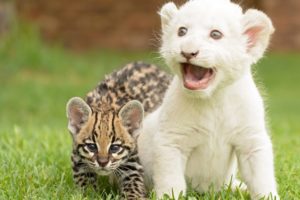 serval, Cat, Kitten, Cub, Tiger