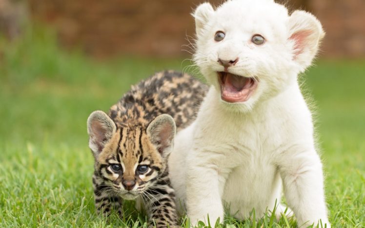 serval, Cat, Kitten, Cub, Tiger HD Wallpaper Desktop Background