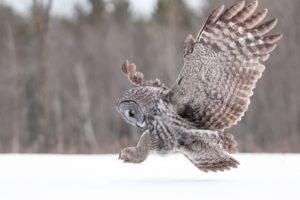 winter, Animals, Owls