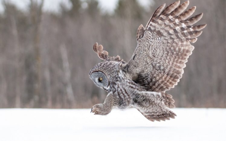 winter, Animals, Owls HD Wallpaper Desktop Background