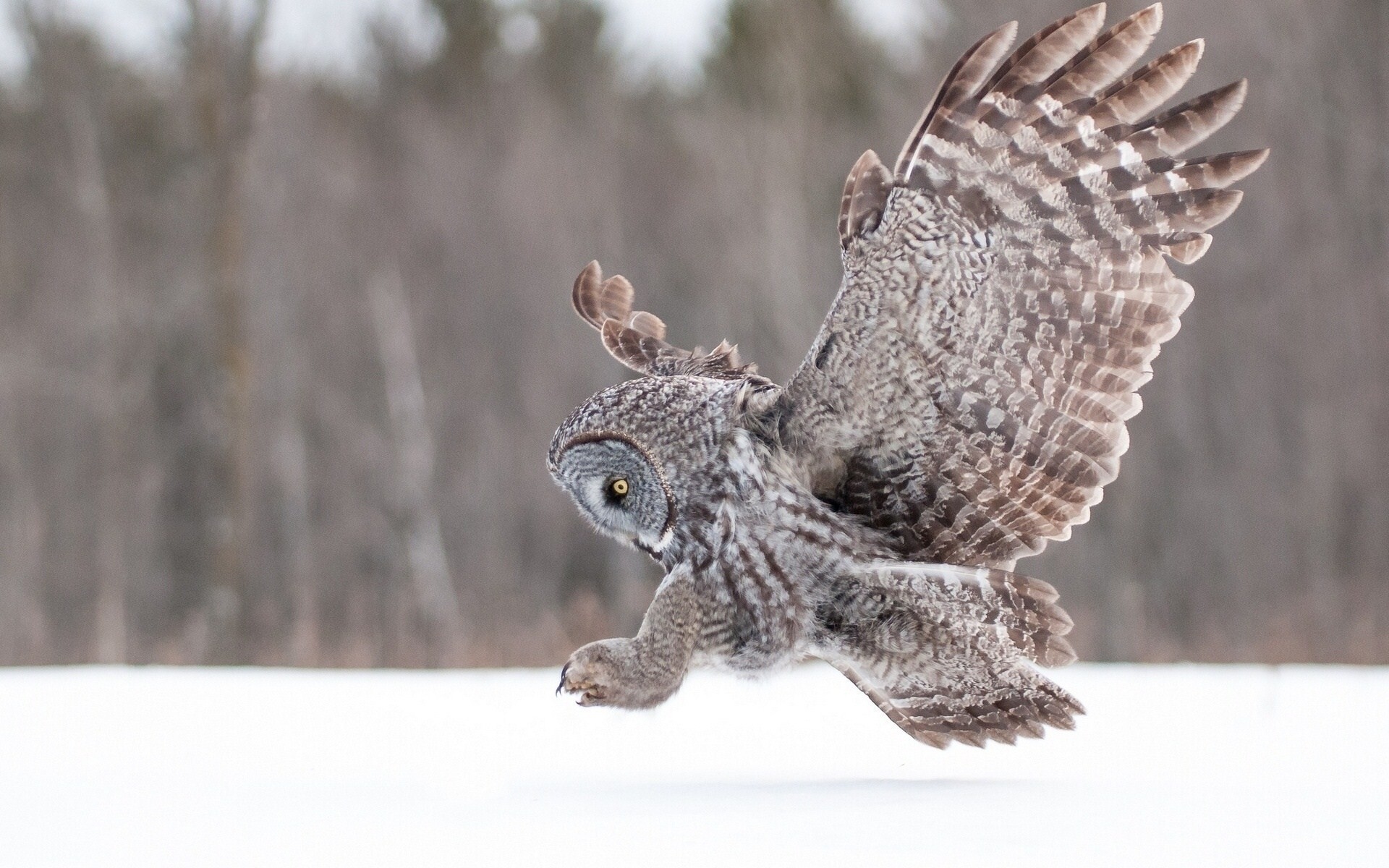 winter, Animals, Owls Wallpaper
