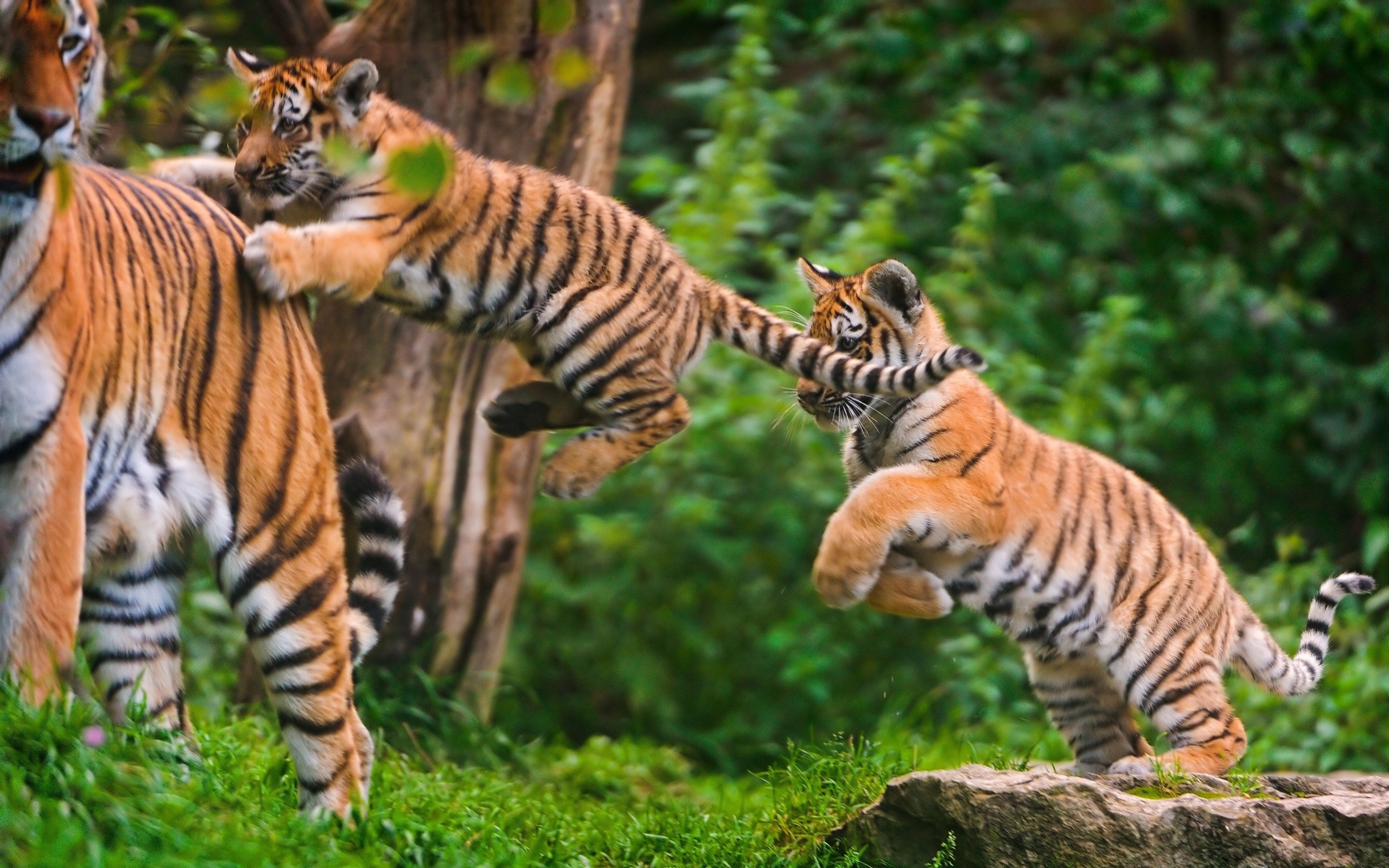 tiger, Cub, Jump Wallpaper