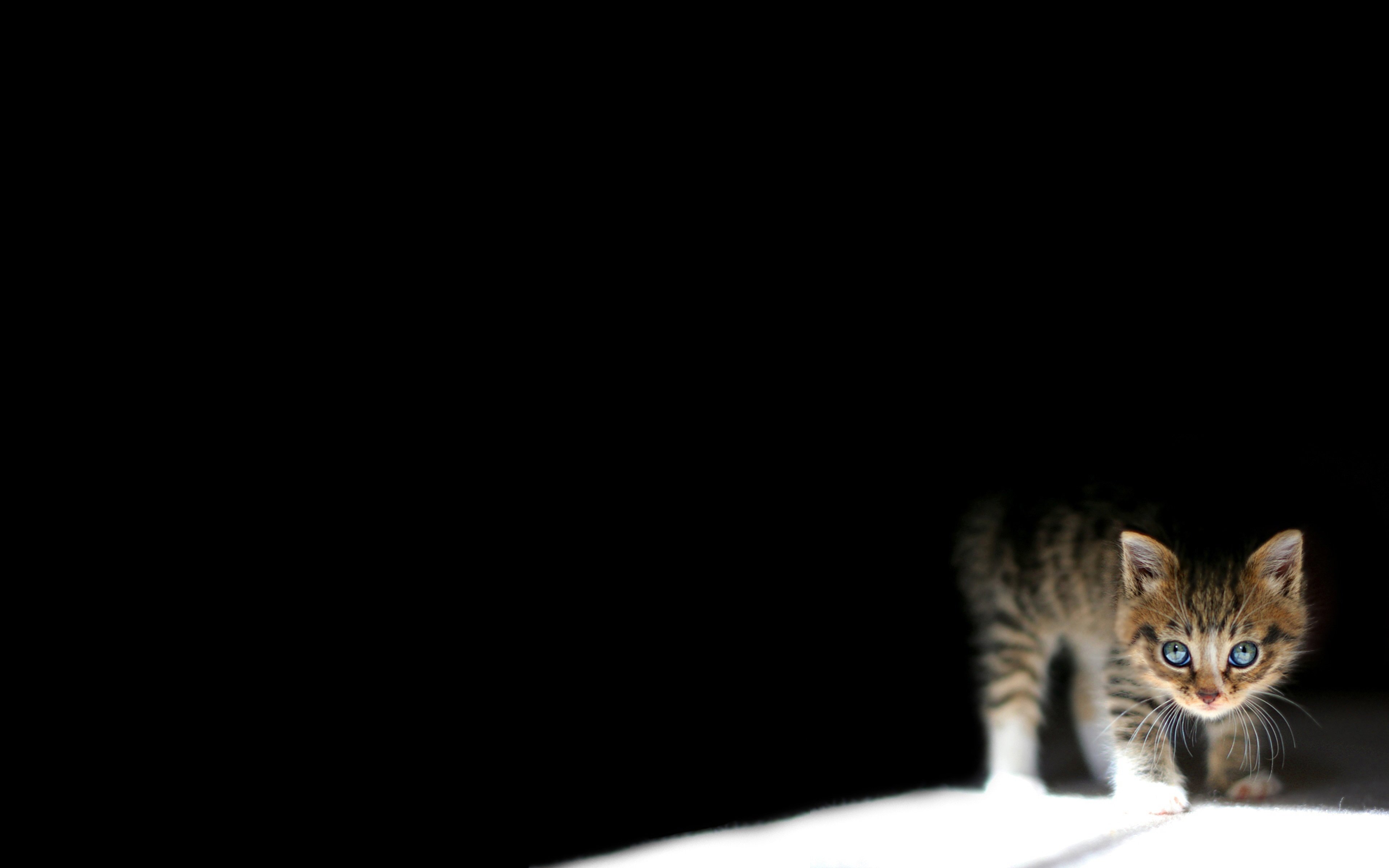 lonely, Mood, Sad, Alone, Sadness, Emotion, People, Loneliness, Solitude, Kitten Wallpaper