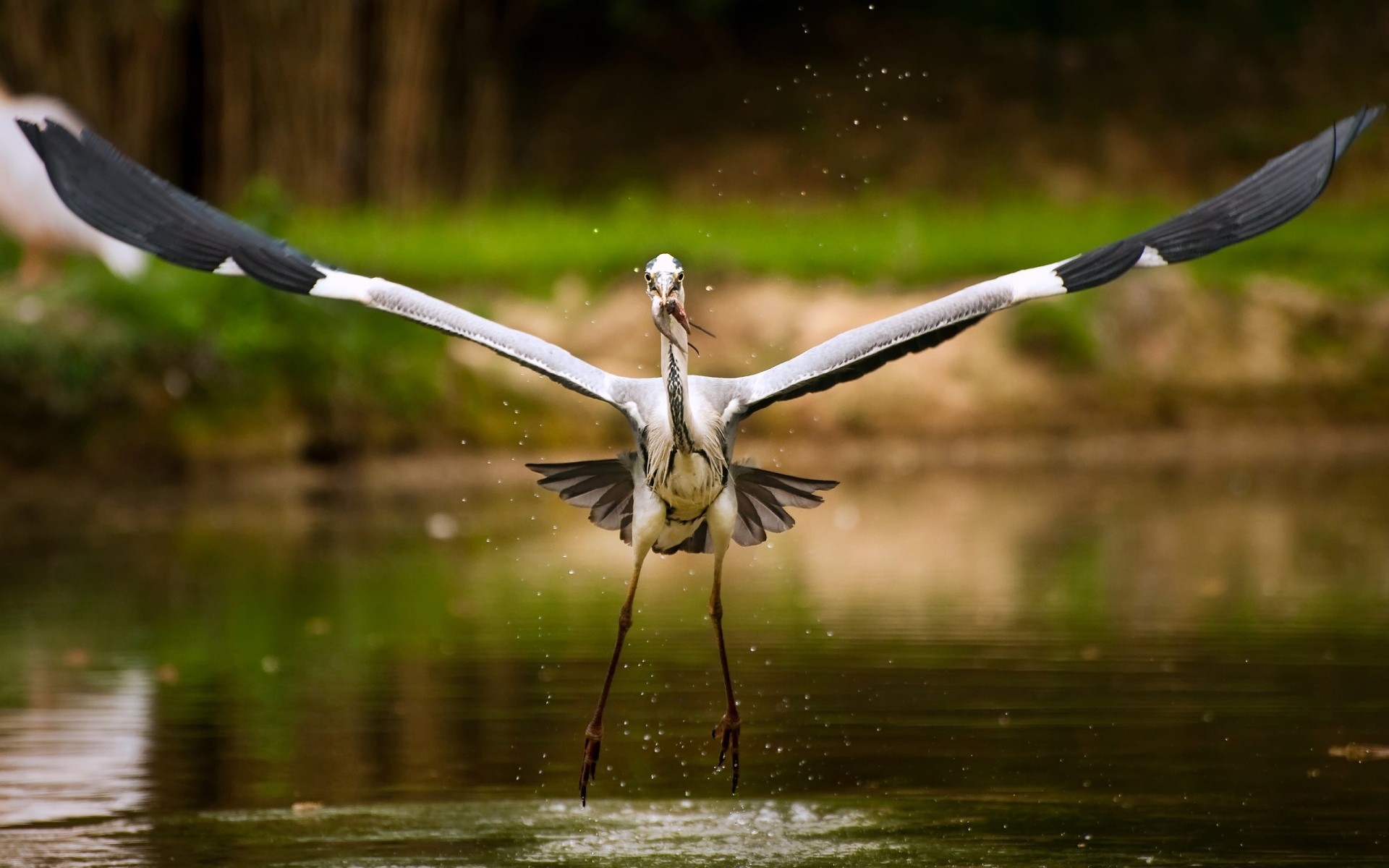 birds Wallpaper