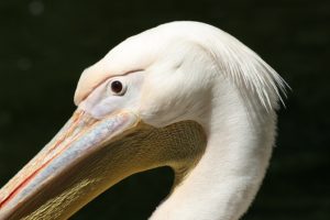 animals, Pelican, Birds