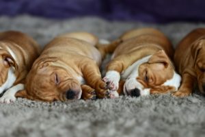 baby, Cute, Puppy, Dog, Sleeping, Sleep