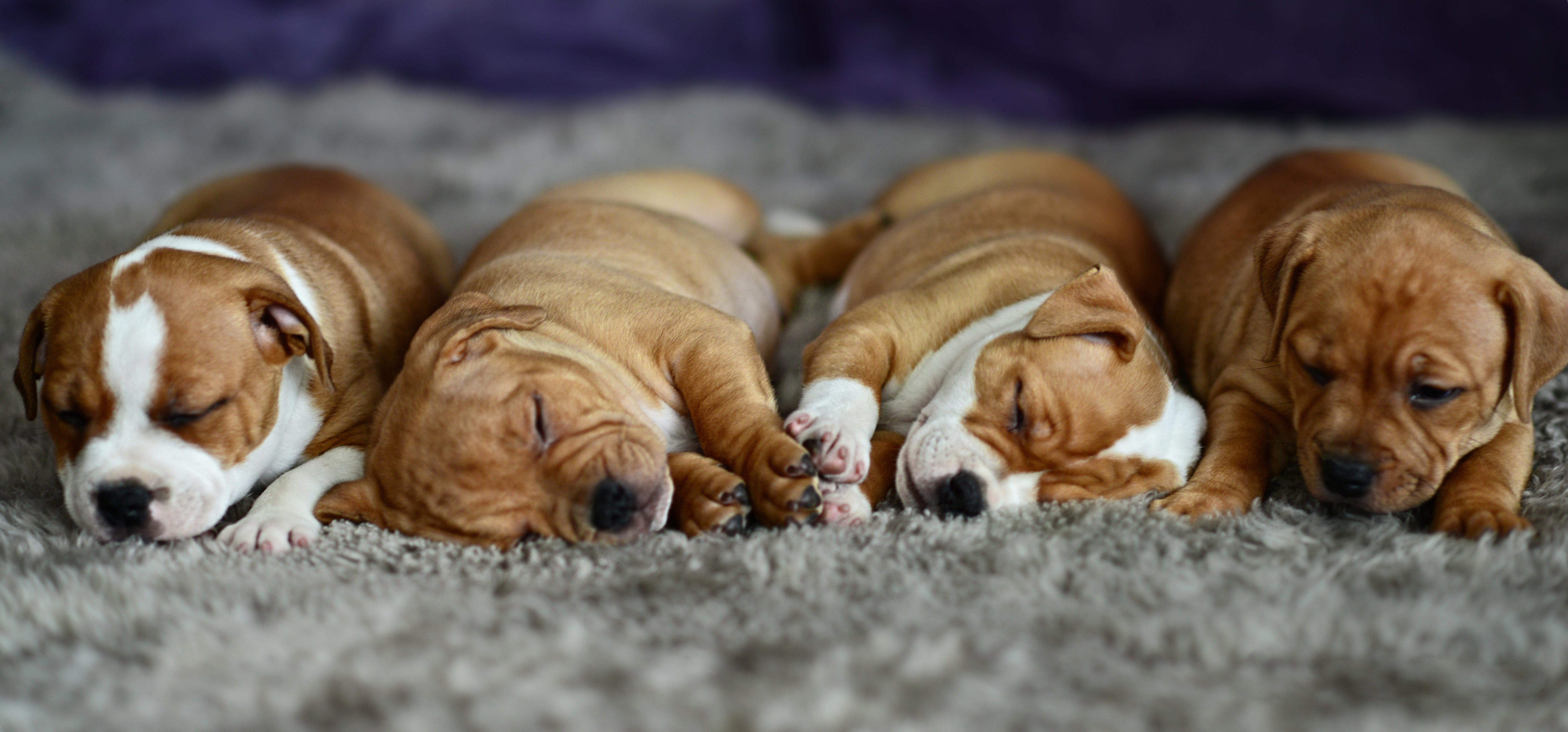 baby, Cute, Puppy, Dog, Sleeping, Sleep Wallpaper