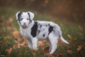 border, Collie, Dog, Puppy, Leaves, Baby