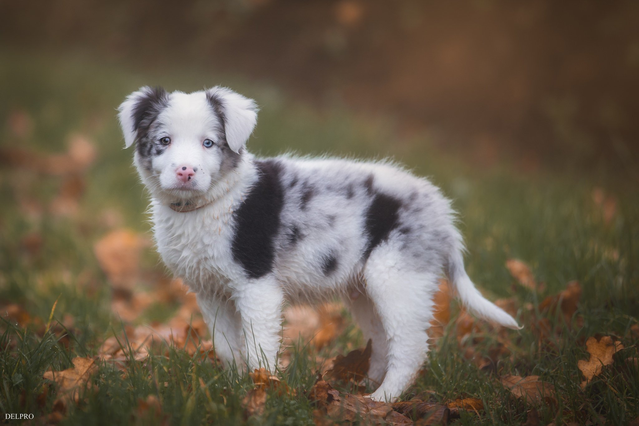 border, Collie, Dog, Puppy, Leaves, Baby Wallpaper