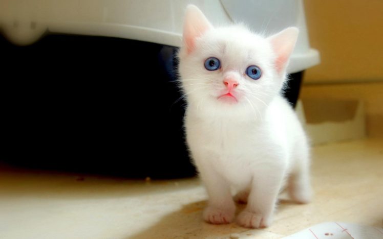 cat, Cats, Feline, Kitten, Baby, V HD Wallpaper Desktop Background