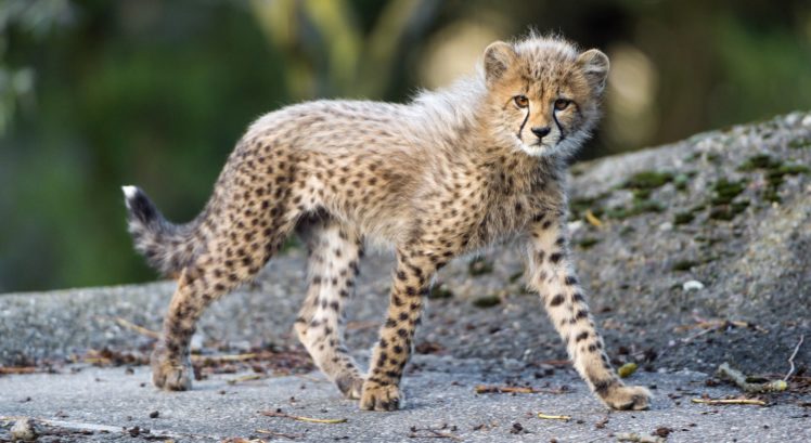 cheetah, Wild, Cat, Carnivore, Cub, Kitten, Baby, F HD Wallpaper Desktop Background