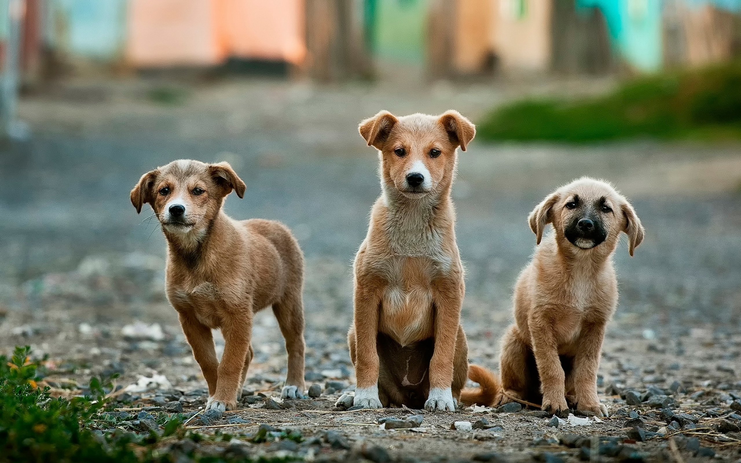 dog, Dogs, Puppy, Baby, Puppies Wallpaper