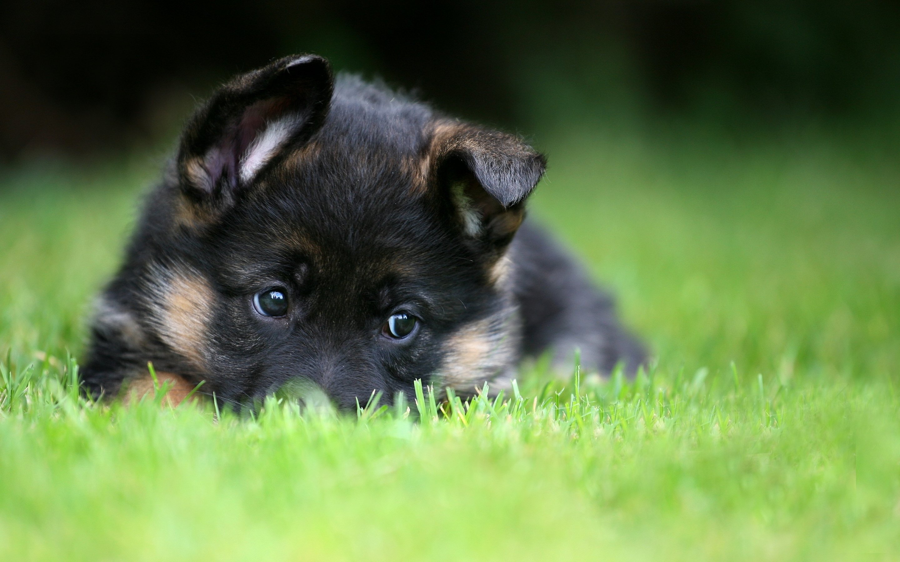 dog, Dogs, Puppy, Baby, Puppies, E Wallpaper